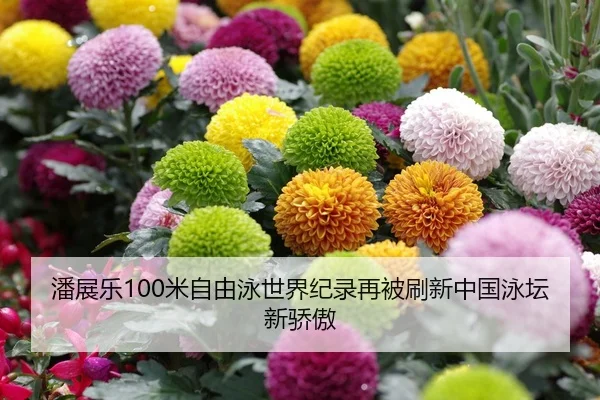 潘展乐100米自由泳世界纪录再被刷新中国泳坛新骄傲